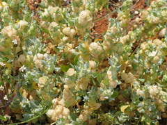 Atriplex lindleyi