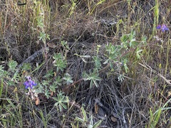 Lupinus affinis