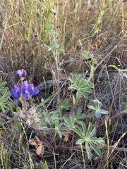 Lupinus affinis
