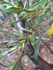 Acacia mucronata