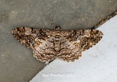 Alcis admissaria