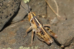 Oedaleonotus enigma