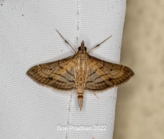 Marasmia trapezalis