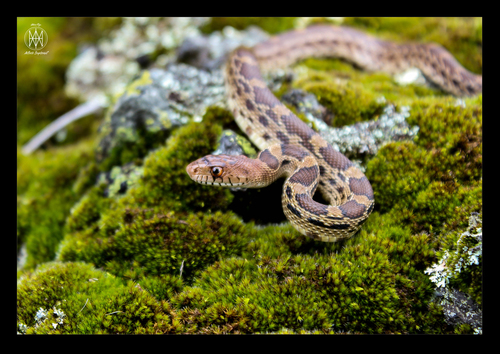Mexican Bull Snake
