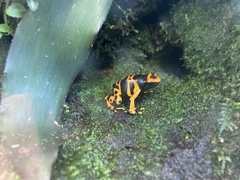 Dendrobates