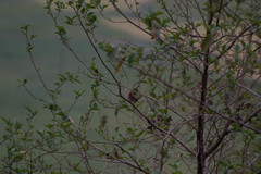 Carpodacus