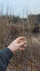 Chamaenerion angustifolium