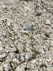 Cryptantha oxygona