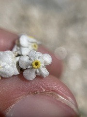 Cryptantha oxygona