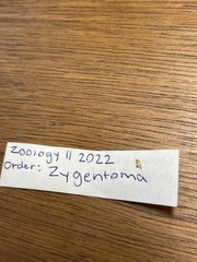 Atelurinae