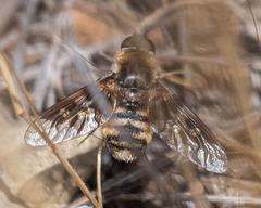 Thyridanthrax nugator