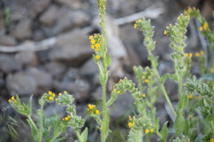 Amsinckia lycopsoides