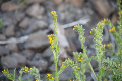 Amsinckia lycopsoides