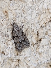 Symmoca signatella