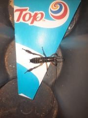 Hemideina crassidens