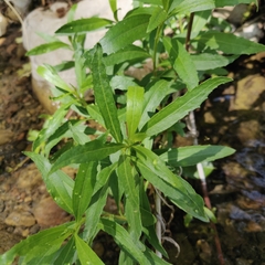 Palmerella debilis serrata