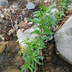 Palmerella debilis serrata