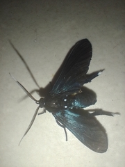 Macrocneme leucostigma