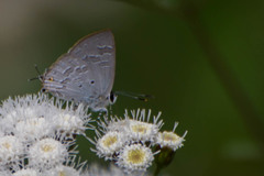 Sinthusa chandrana