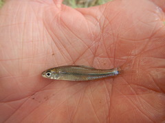 Notropis volucellus