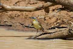 Ptilotula keartlandi