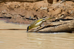 Ptilotula keartlandi