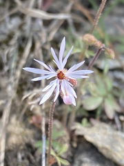 Lithophragma