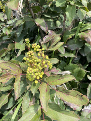 Berberis
