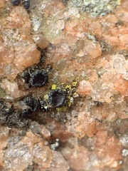 Carbonea vitellinaria
