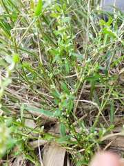 Polygonum plebeium