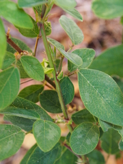 Desmodium axillare