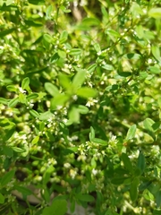 Polygonum plebeium