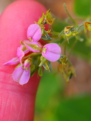Desmodium axillare