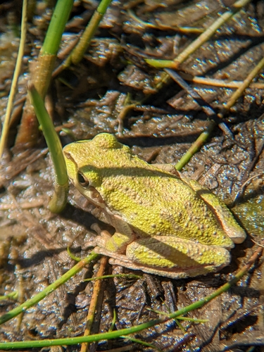 iNaturalist observation photo of Pacific chorus frog