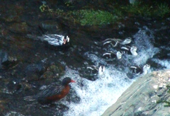 Merganetta armata armata