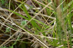 Carex flava