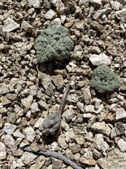 Oreonana vestita