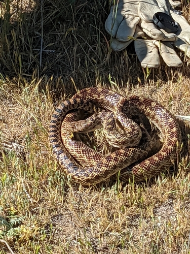 iNaturalist observation photo of Pacific Gopher Snake