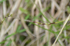 Carex richardsonii