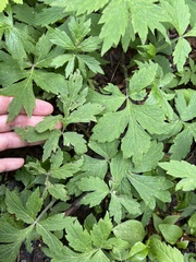 Hydrophyllum fendleri