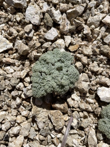 Image of Oreonana vestita by (c) Matt Berger, some rights reserved (CC BY)