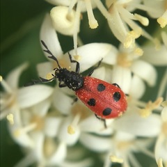 Pelonides quadripunctata