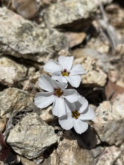 Linanthus concinnus