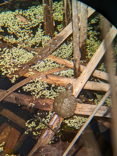 iNaturalist observation photo of Northwestern Pond Turtle