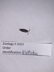 Laevophiloscia yalgoonensis