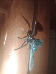 Macrocneme leucostigma