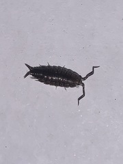 Laevophiloscia yalgoonensis