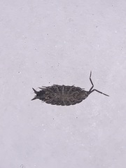 Laevophiloscia yalgoonensis