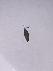 Laevophiloscia yalgoonensis