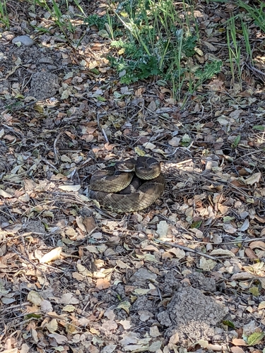 iNaturalist observation photo of Northern Pacific Rattlesnake